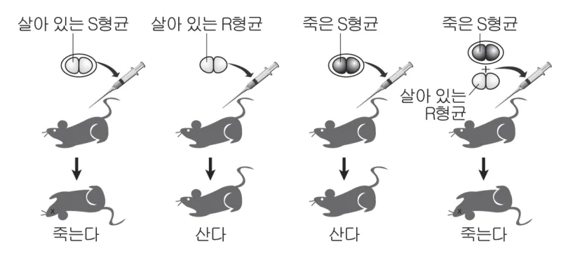 그리피스 실험