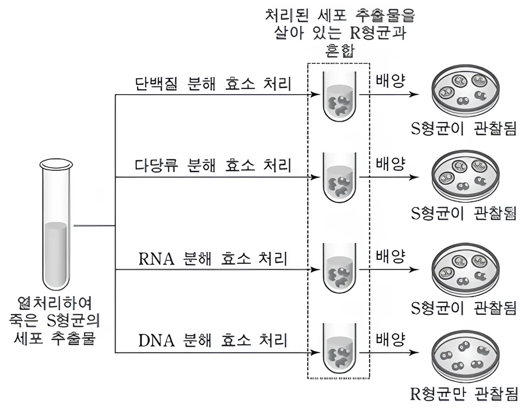에이버리 실험