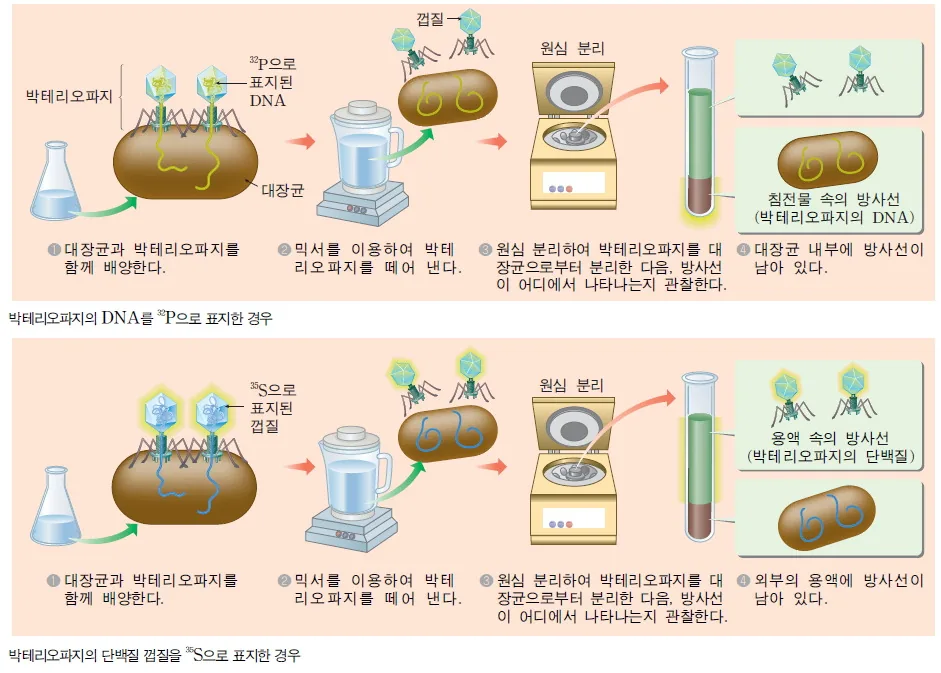 허시와 체이스의 박테리오파지 실험