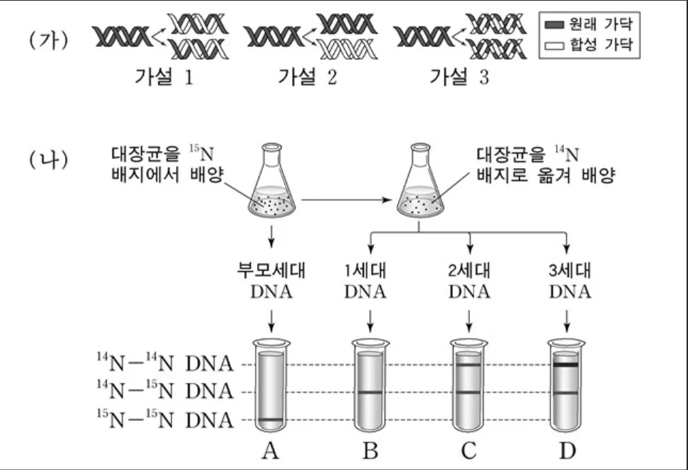 메셀슨과 스탈의 DNA 반보존적 복제 실험