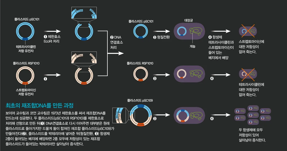 최초의 재조합 DNA 제작 과정