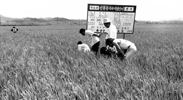 통일벼 ⓒ경기일보